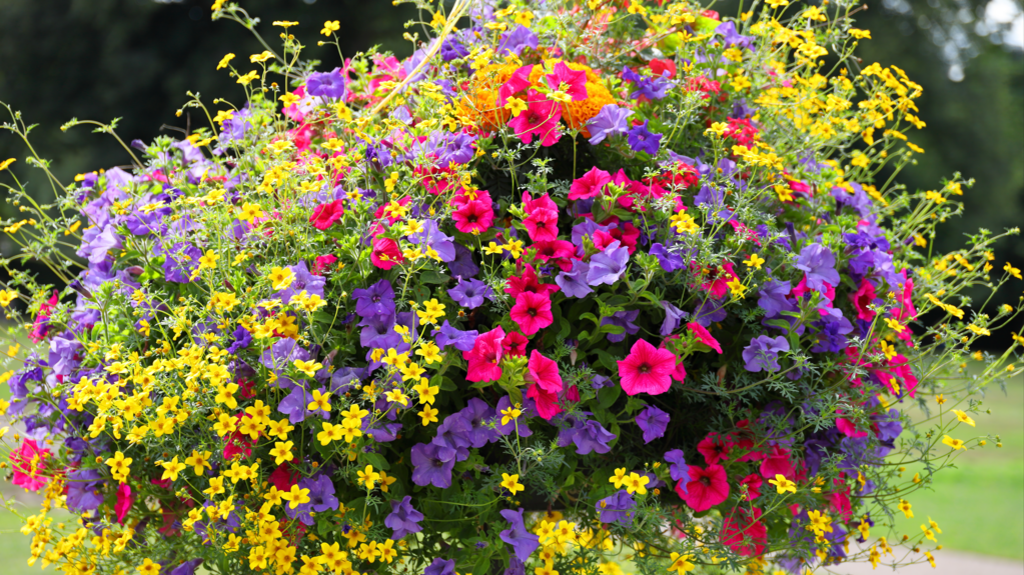 A hanging basket full of yellow, purple and pink flowers