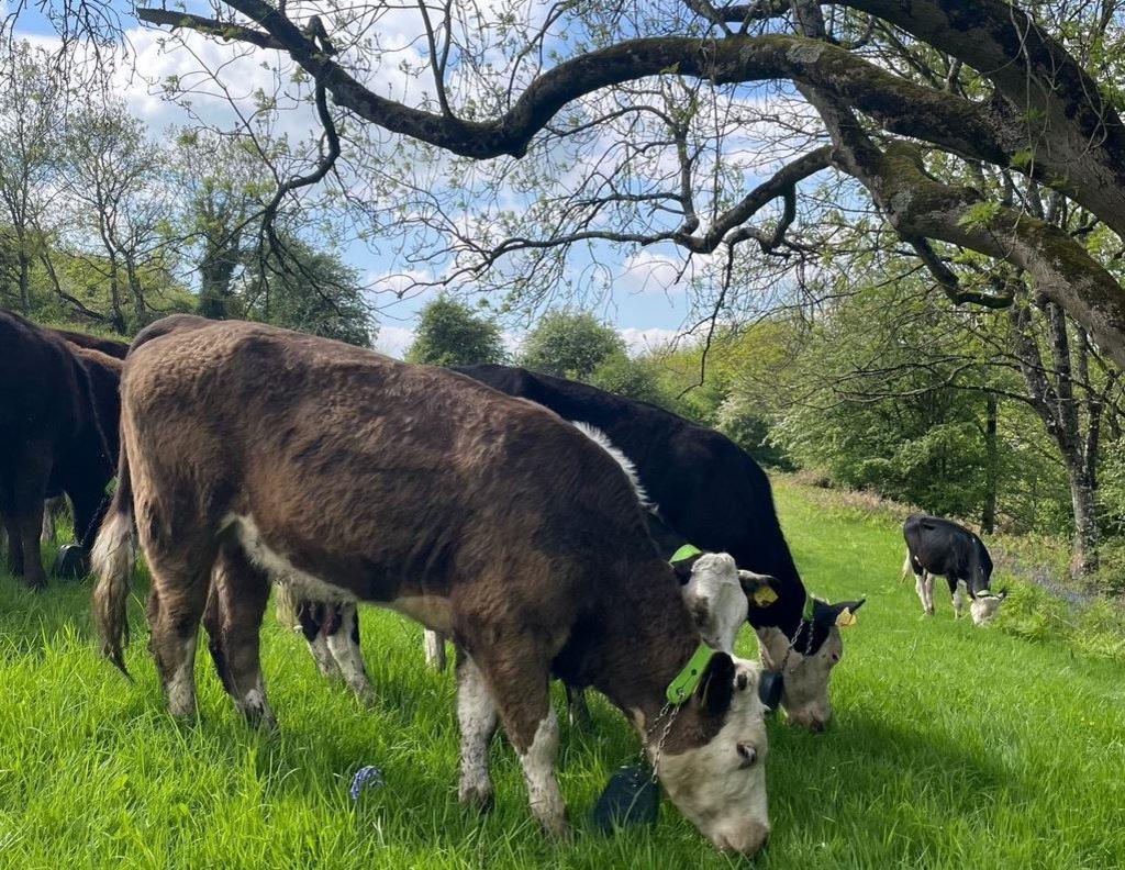 Cows with their GPS collars on