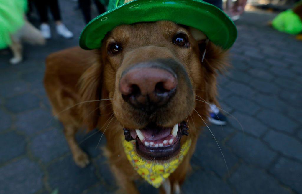 Dogs from the Irish community in Mexico City, Mexico, dress up to commemorate Saint Patrick's Day, the patron saint of Ireland.