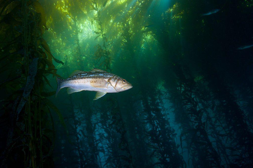 Kelp Bass swims through a kelp forest off the coast of Cedros Island, Mexico. 