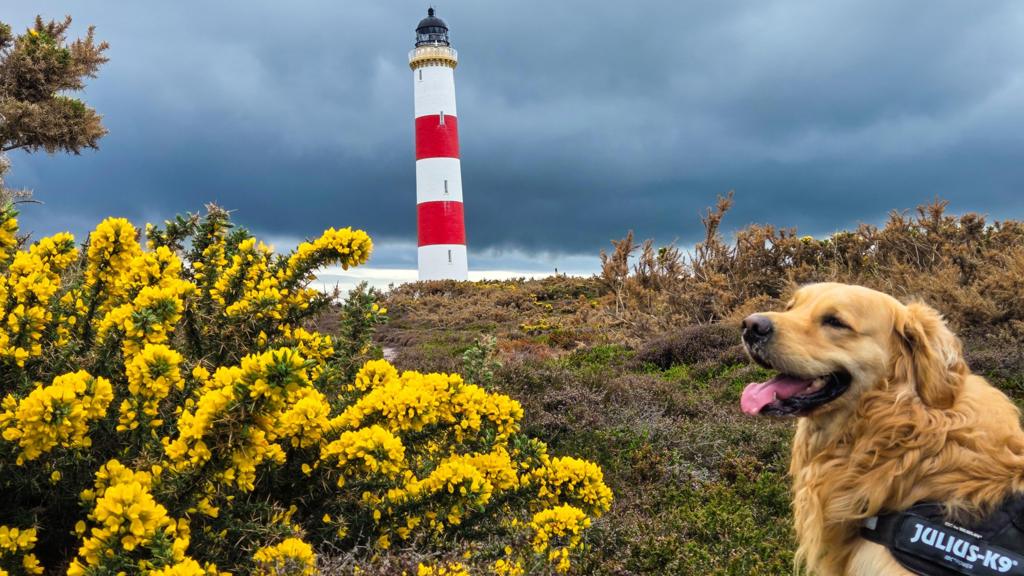A dog stood in front of a lighthouse.