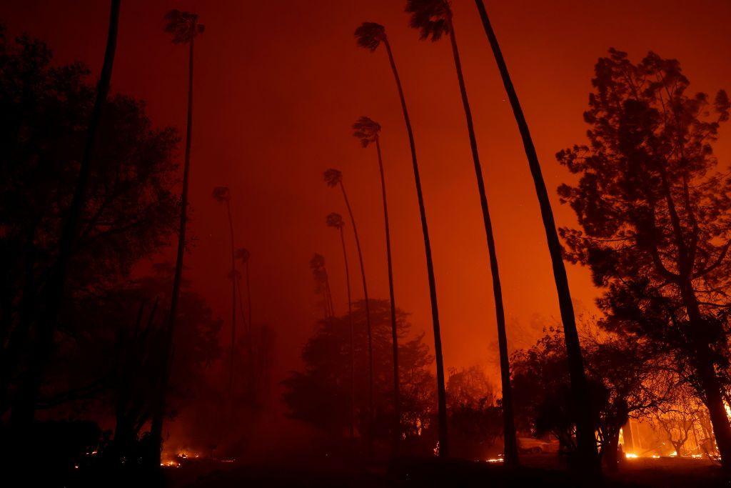 Wind bends palm trees as the Eaton Fire moves through the area.