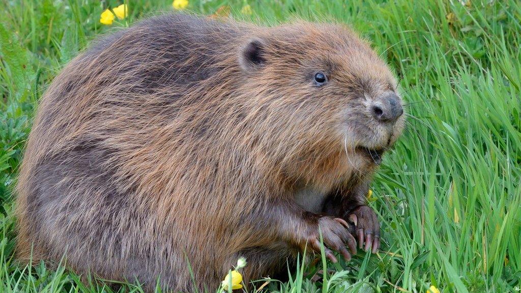 A beaver sitting in grass