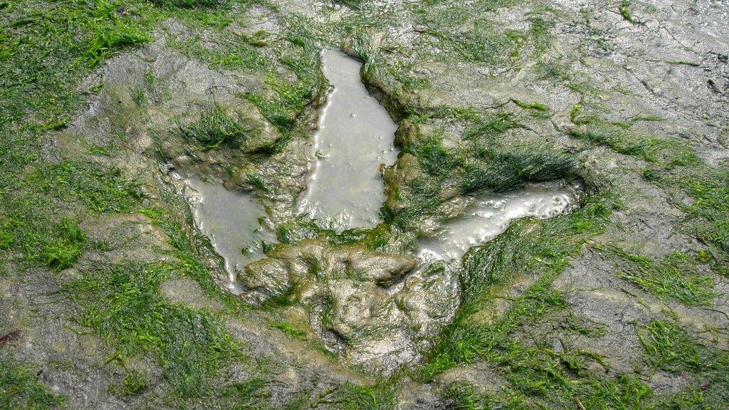 Dinosaur footprint at An Corran