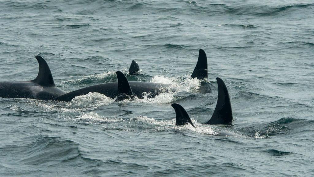 The fins of a pod of orcas poke out of a grey/blue sea.