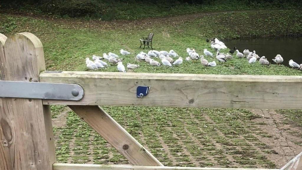 The ripped sign is in picture. There is a wooden fence and the remaining pieces of signs left. There is birds pictured in the background.