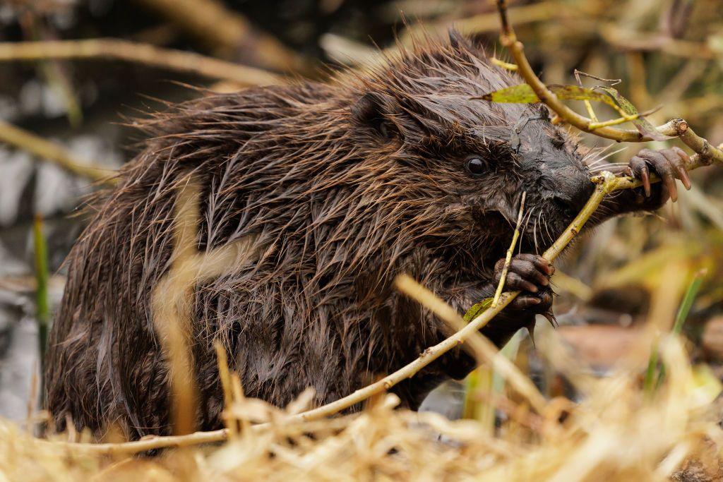 wet beaver with twig. 