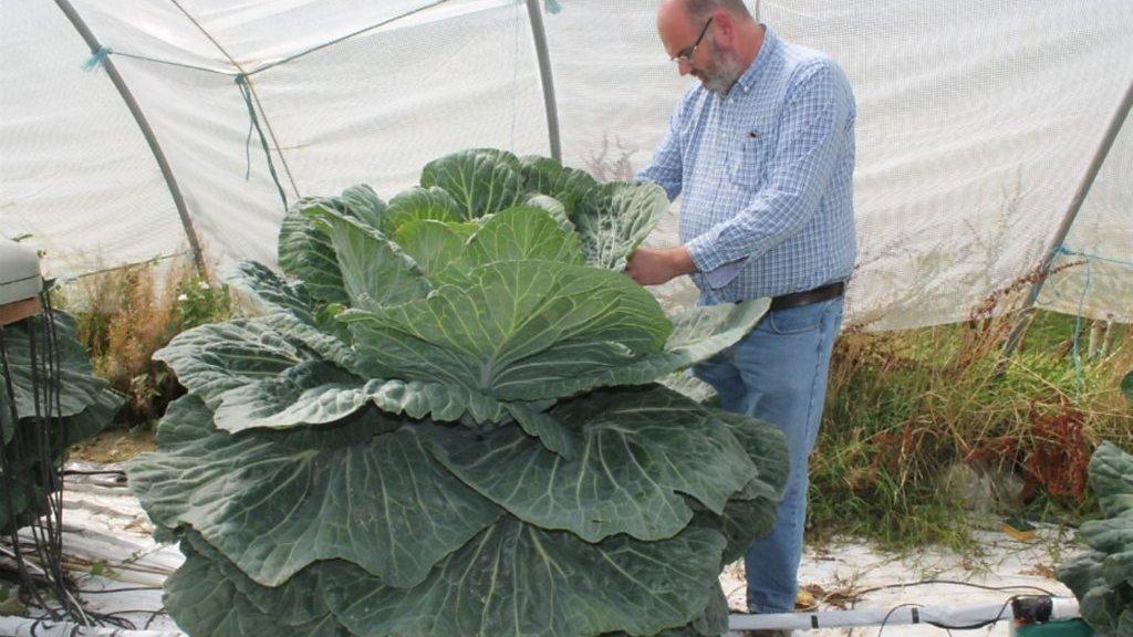 David Thomas and cabbage