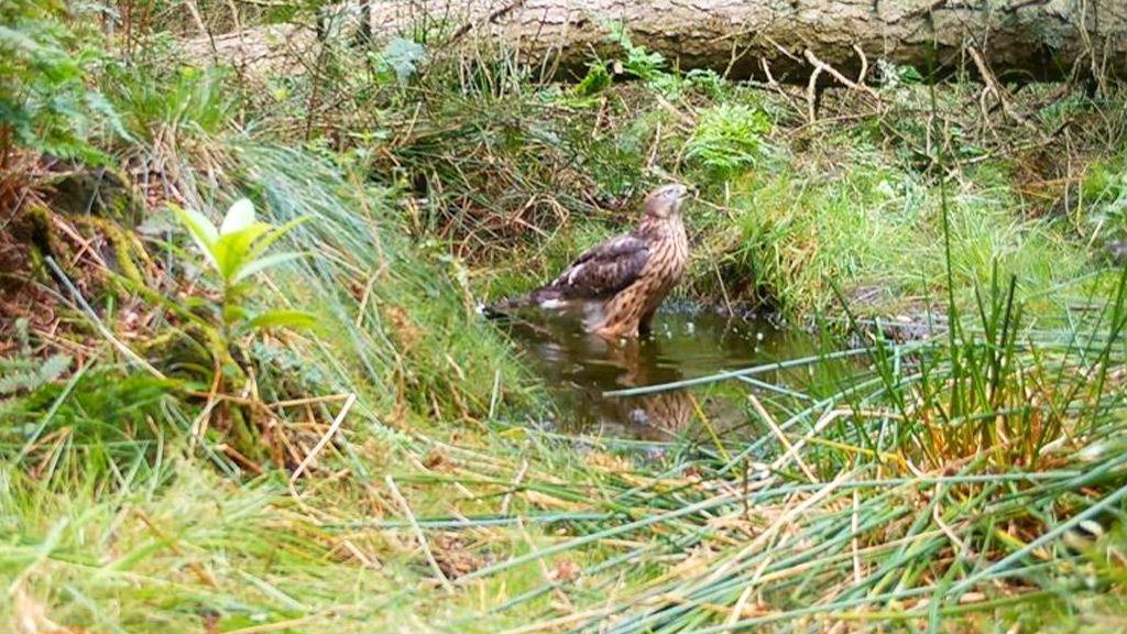 A young goshawk can be seen bathing in a puddle surrounded by overgrown greenery