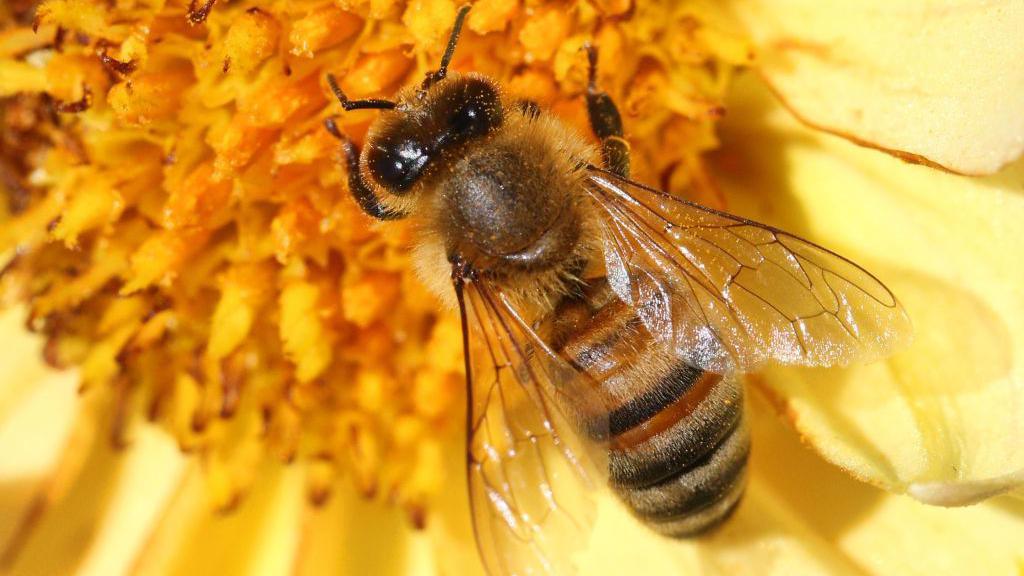 A close-up photo of a black and yellow stripy honeybee on a yellow flower.