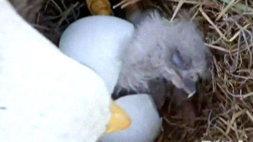 The first of two US bald eagle chicks has hatched in Fort Myers, Florida in the US.