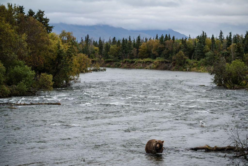 bear in a river