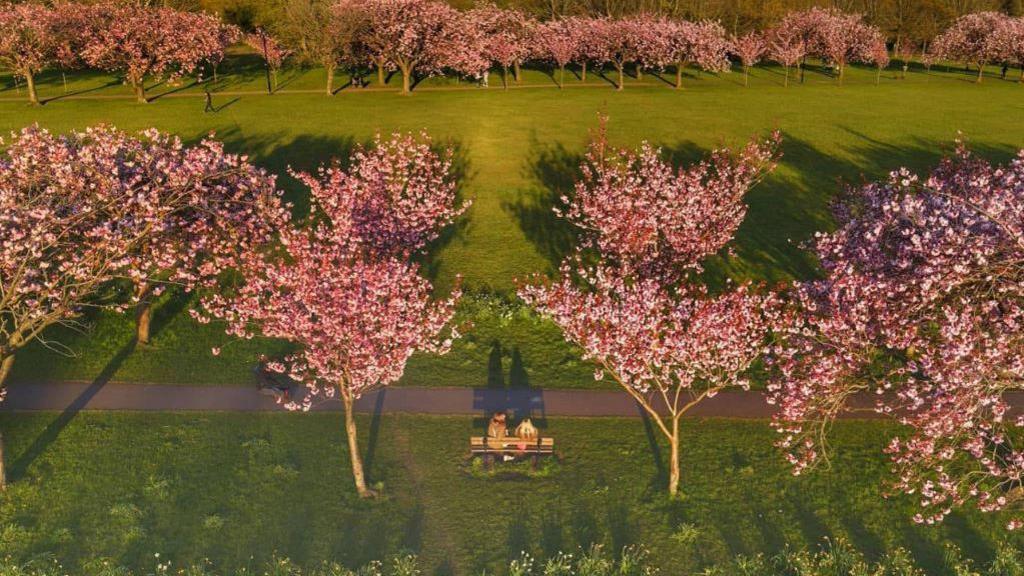 An aerial view of the cherry blossom trees in Harrogate