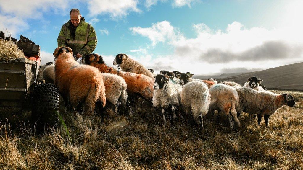 Paul and sheep in autumn