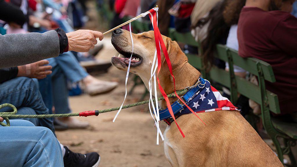 A dog playing with streamers.