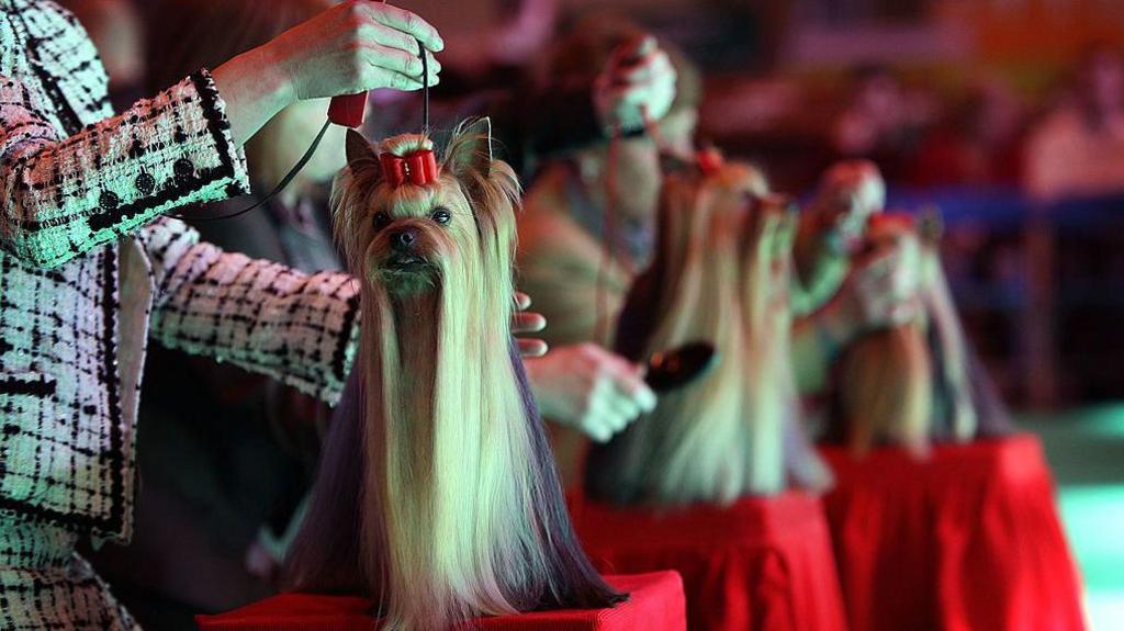 Yorkshire Terriers are sitting on tables with red table cloths. They are having their hair brushed before a show.