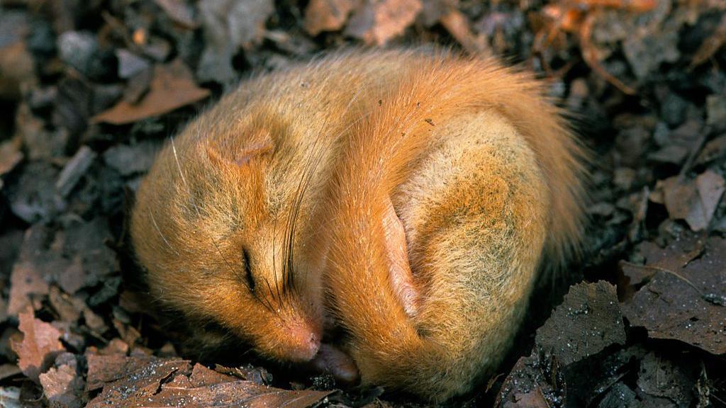 Hazel dormouse hibernates