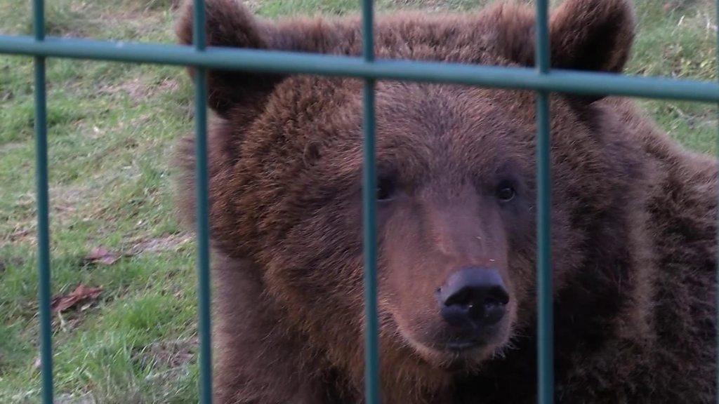 European brown bear