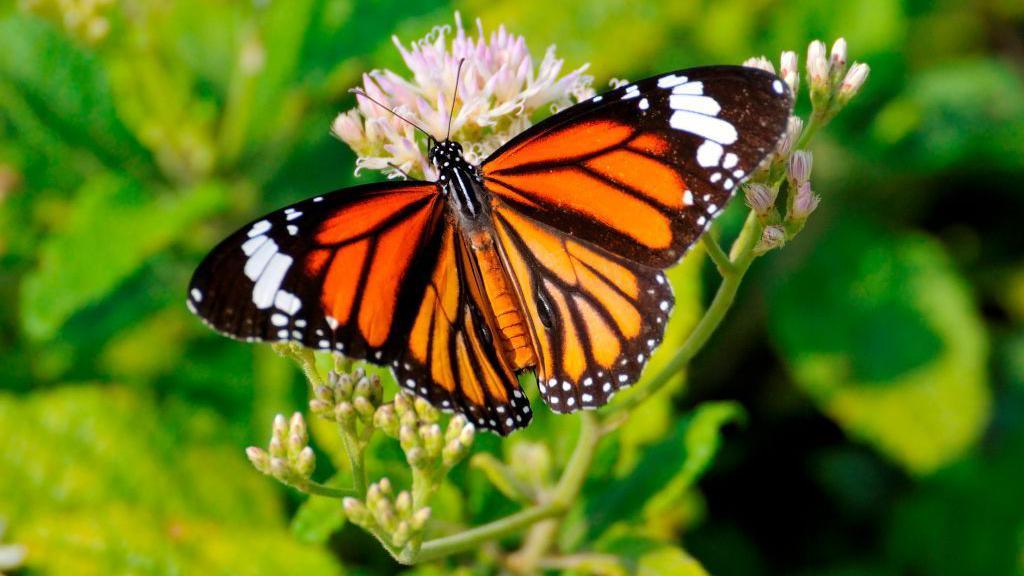 Common Tiger butterfly 