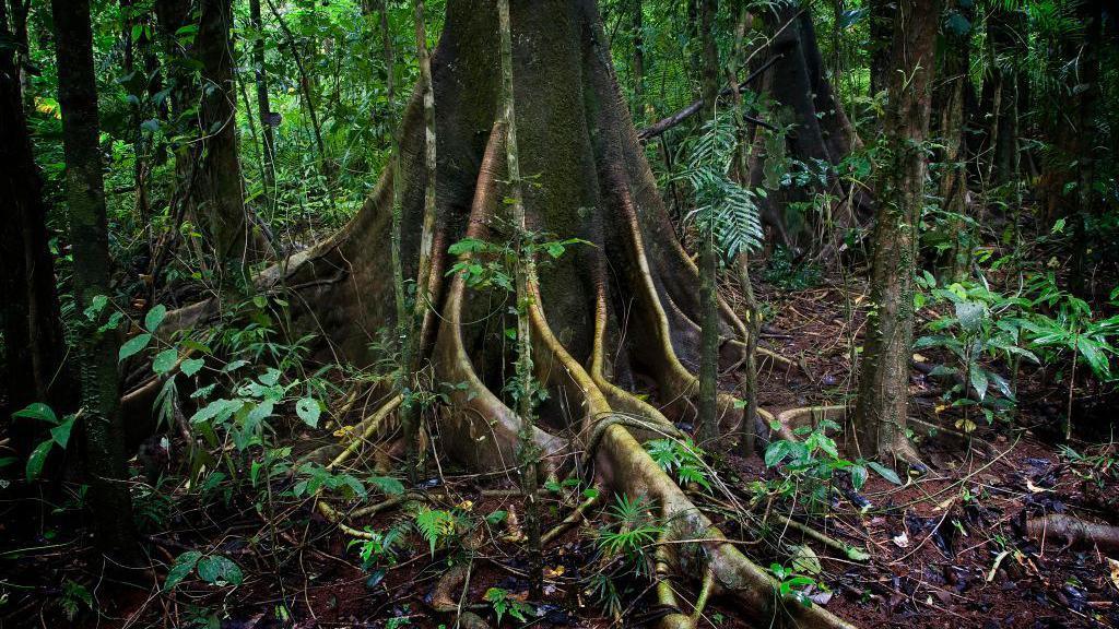 Tree roots and leaves around the base of the tree in the forest of the Atherton Tablelands in Queensland