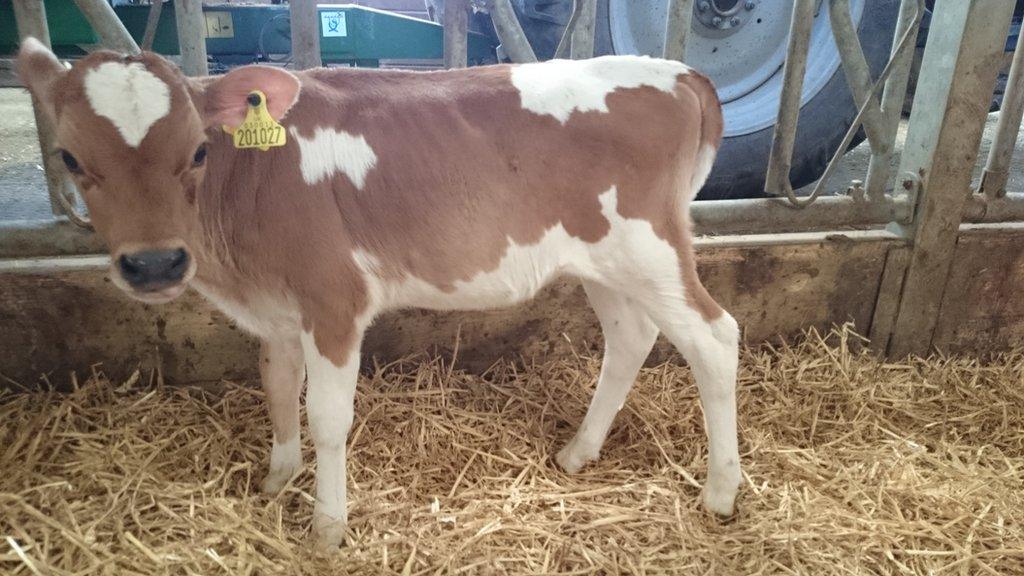 Fairy the cow