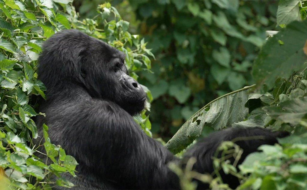 Mountain gorilla