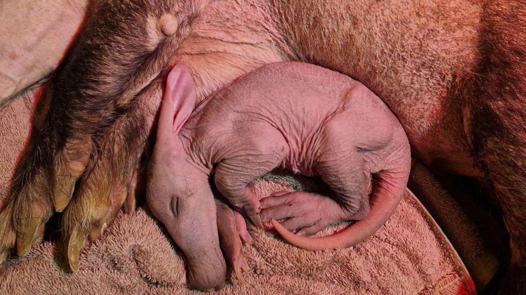 A baby aardvark curled up against its parent. While lay down it slightly resembles a kangaroo, but has a much longer nose and has not developed any hair and its skin is light pink.