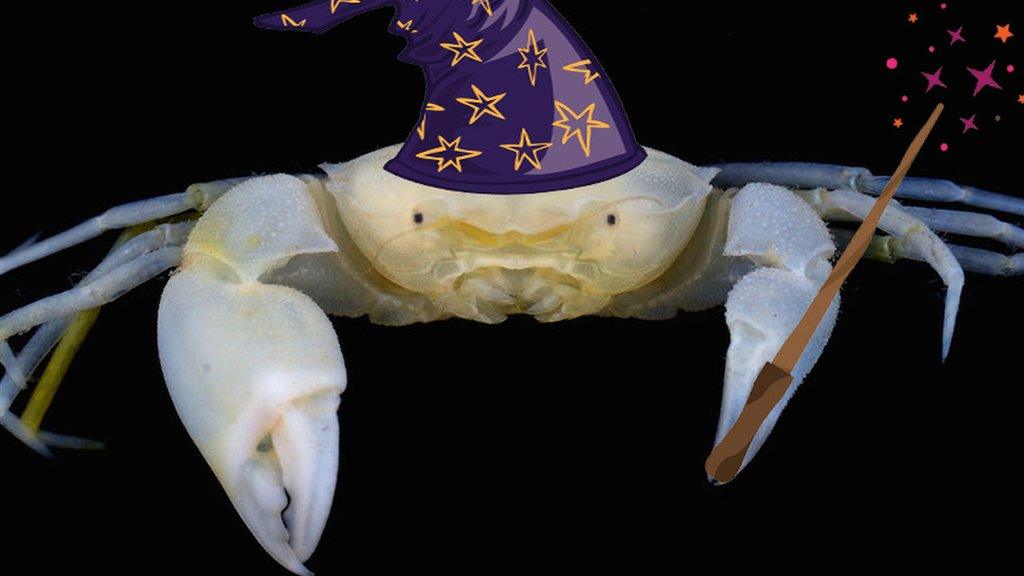 crabby potter a crab wearing a hat