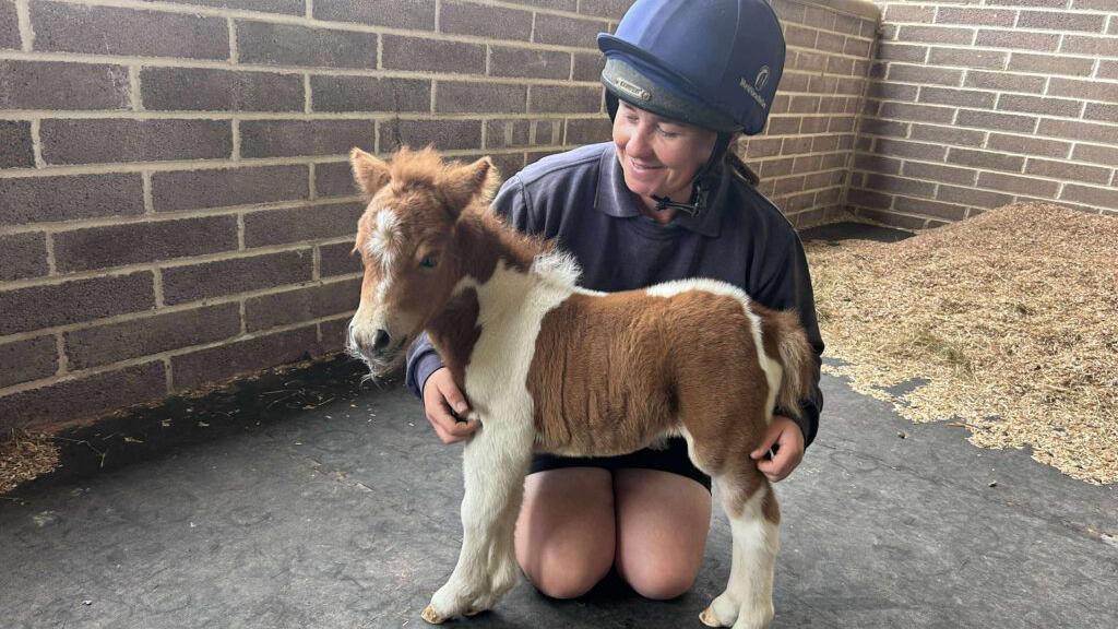 A woman wearing a blue hard hat and dark-blue jumper kneels down by a tiny Shetland pony. The pony has white and brown fur.