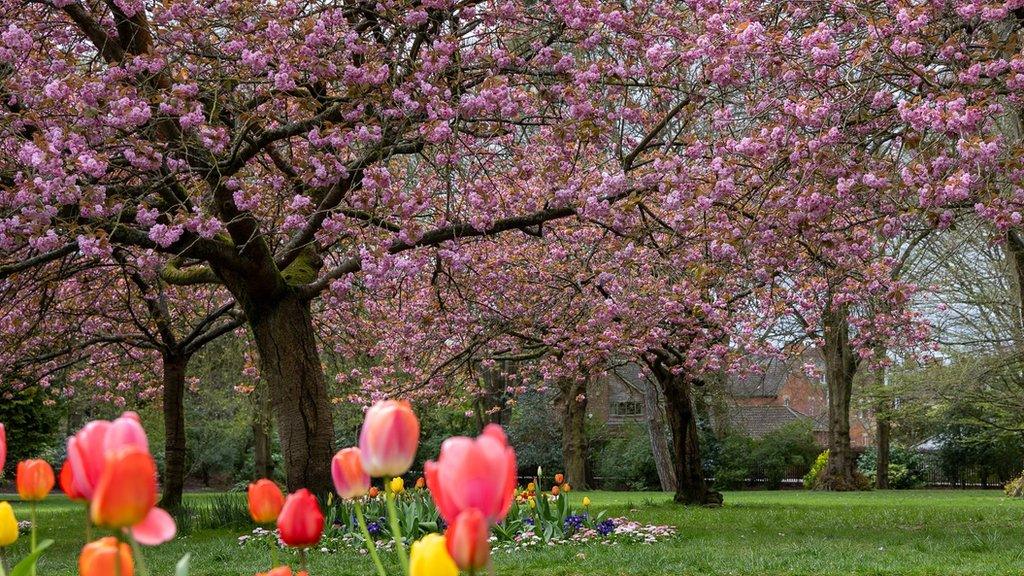 Swindon's Old Town Gardens with cherry blossom trees in full bloom