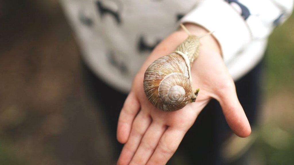 snail-in-hand.