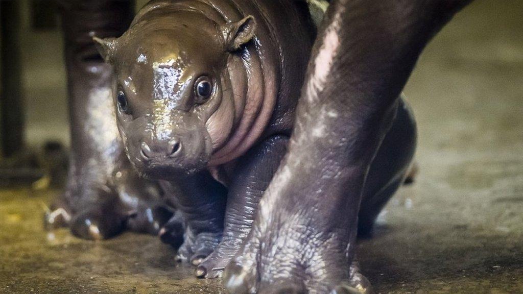 Baby hippo at Bristol Zoo