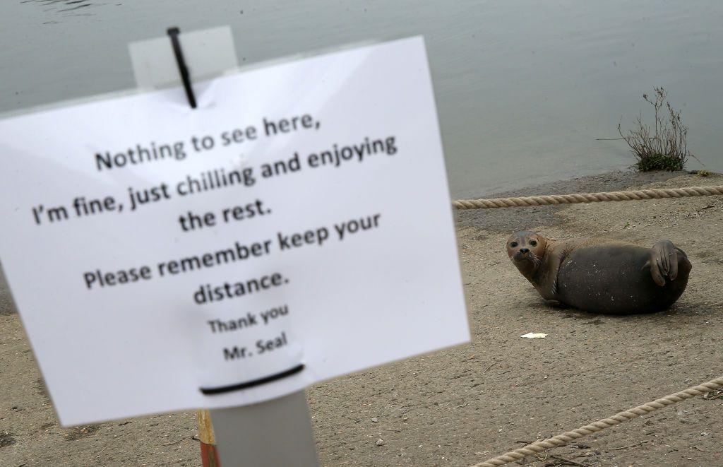 The seal kept returning to the bank in Hammersmith for a week, prompting attention from residents 