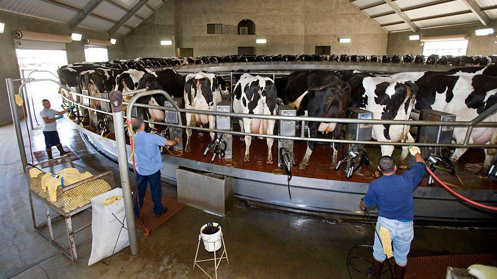 Farm workers working in a rotary milk parlour at a California dairy farm.