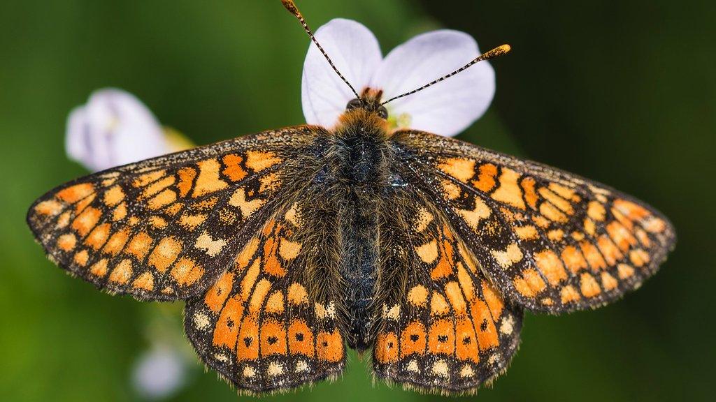 Marsh fritillary butterfly