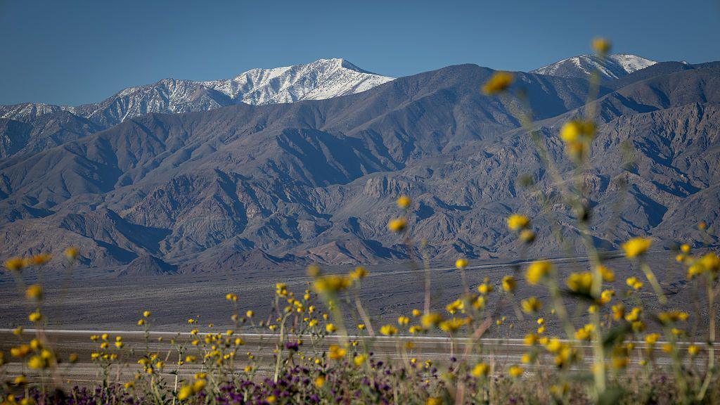 Yellow flowers blooming in Death Valley.