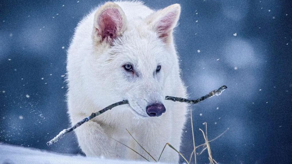 Experts dispute claim dire wolf brought back from extinction