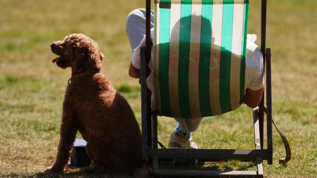 A dog sat in the shade next to a man on a sun lounger.