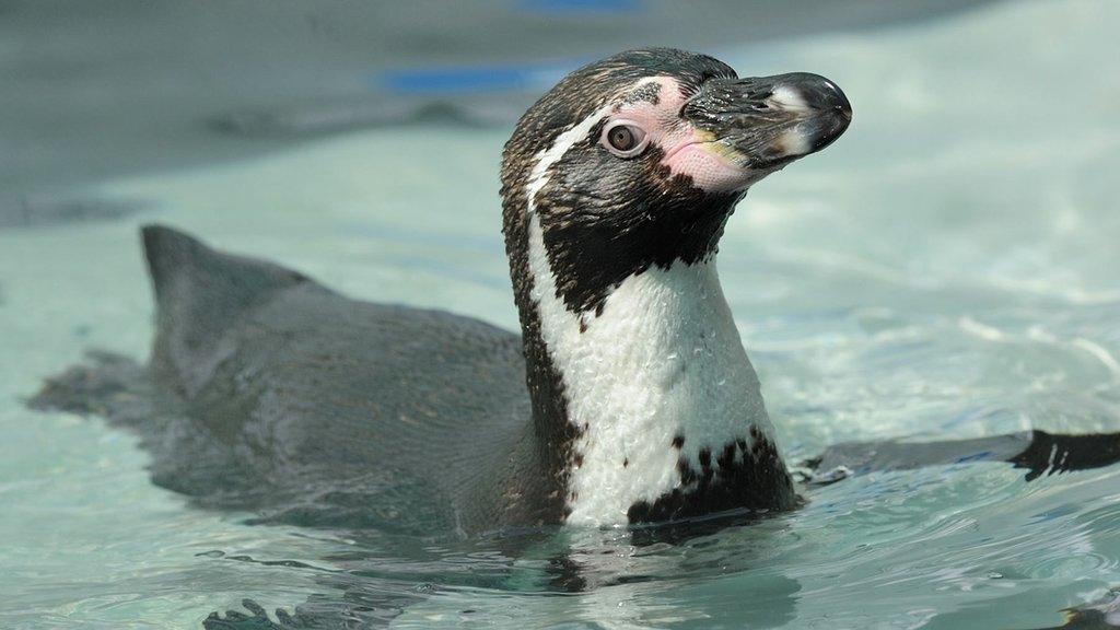 Humboldt penguins