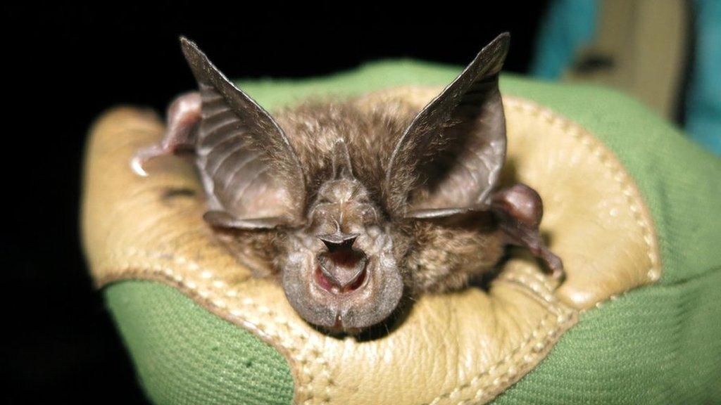 rwanda bat