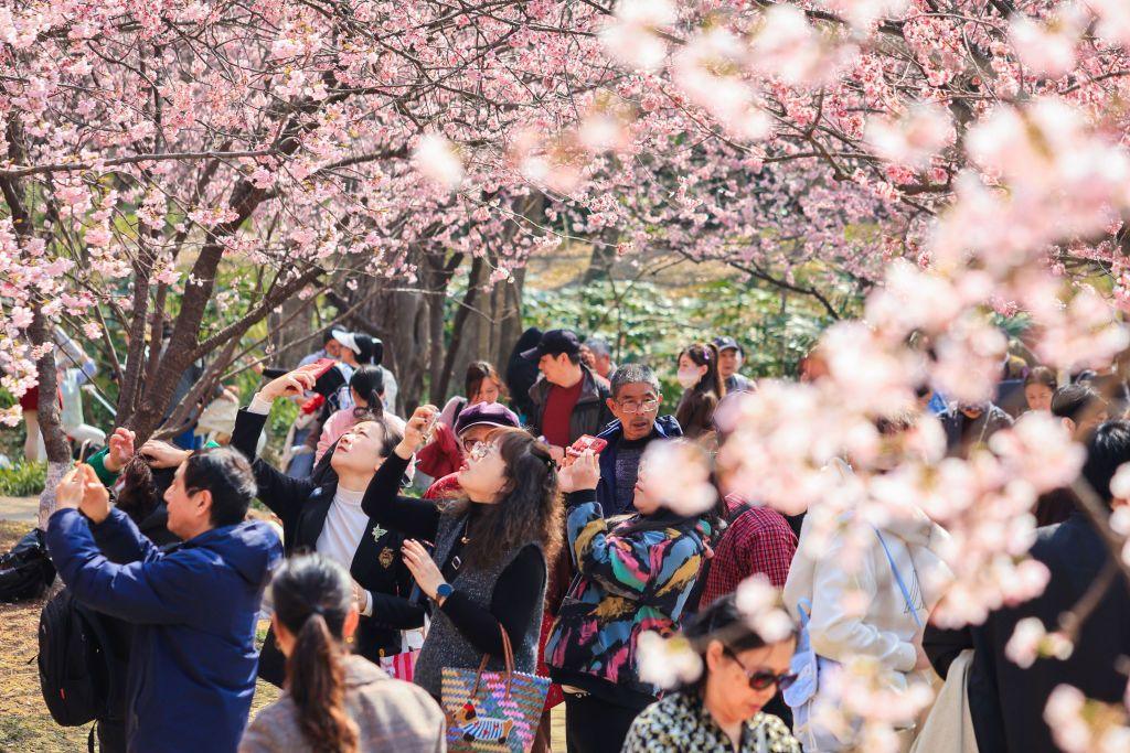 Tourists are standing under trees with light pink flowers on the branches. They are taking photos of the flowers