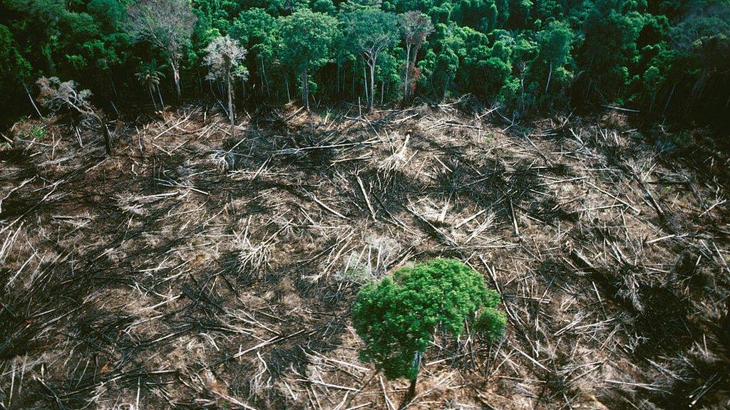 deforestation-as-tree-stands-alone-in-a-logged forest.