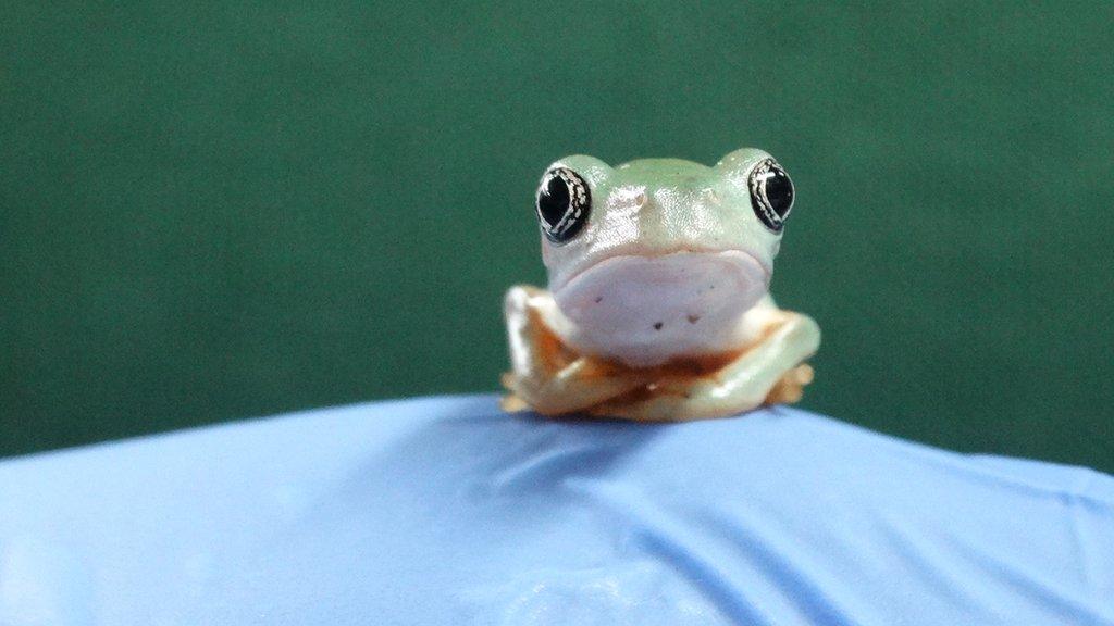 Mexican giant leaf frog