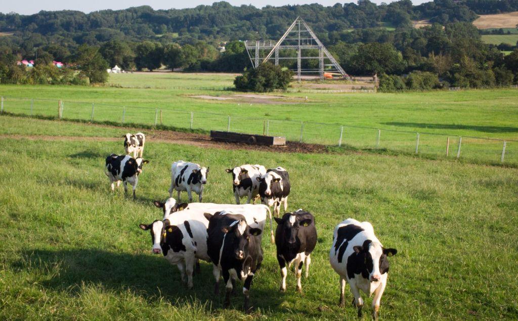 Cows graze in a field in front of the skeleton structure of the main Pyramid stage at the site of the Glastonbury Festival held at Worthy Farm.