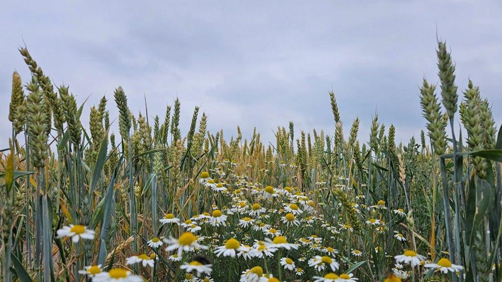 Several daisies with yellow centres and white leaves, grow among the taller stems of wheat in a field.
