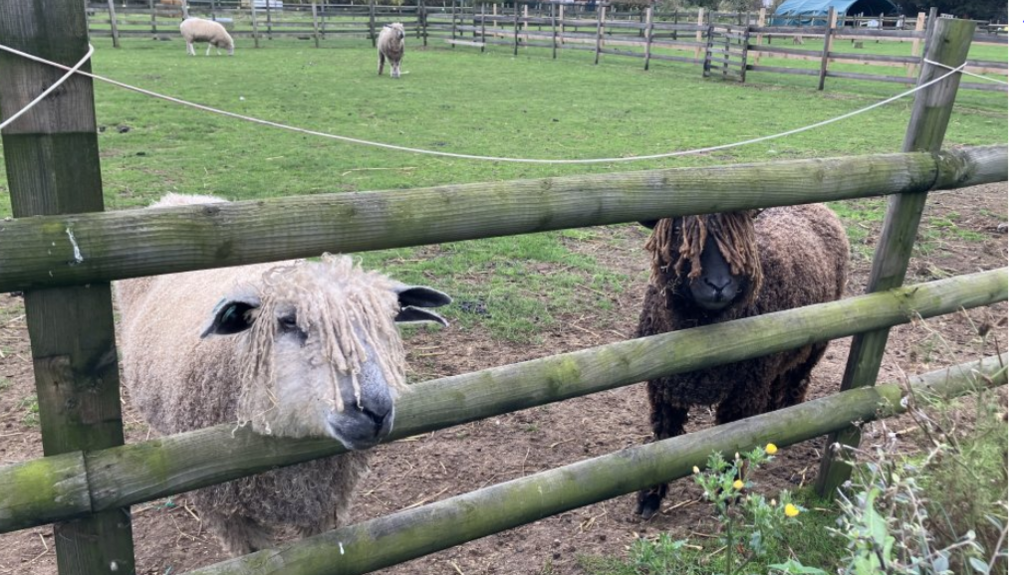 Two sheep, one white and the other brown, stand by a wooden fence in a green field at Nunny's Farm in Grimsby.