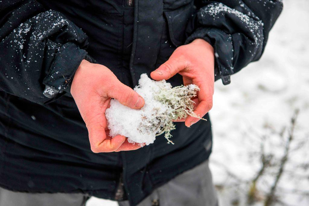 Reindeer eat lichen