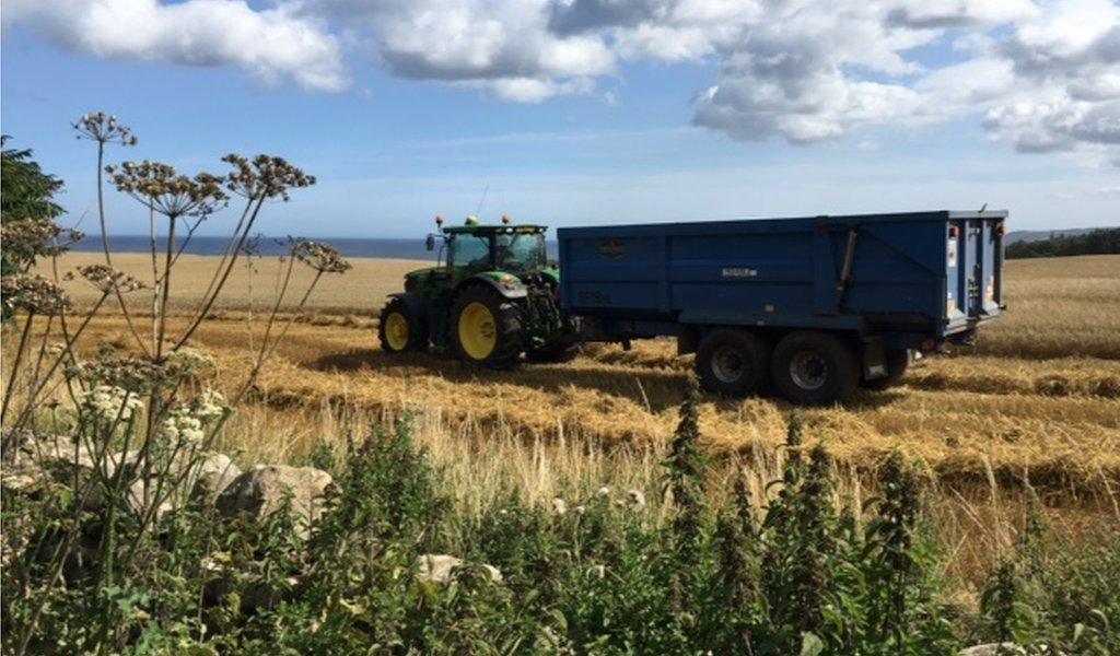 John Deere tractor in field of oats