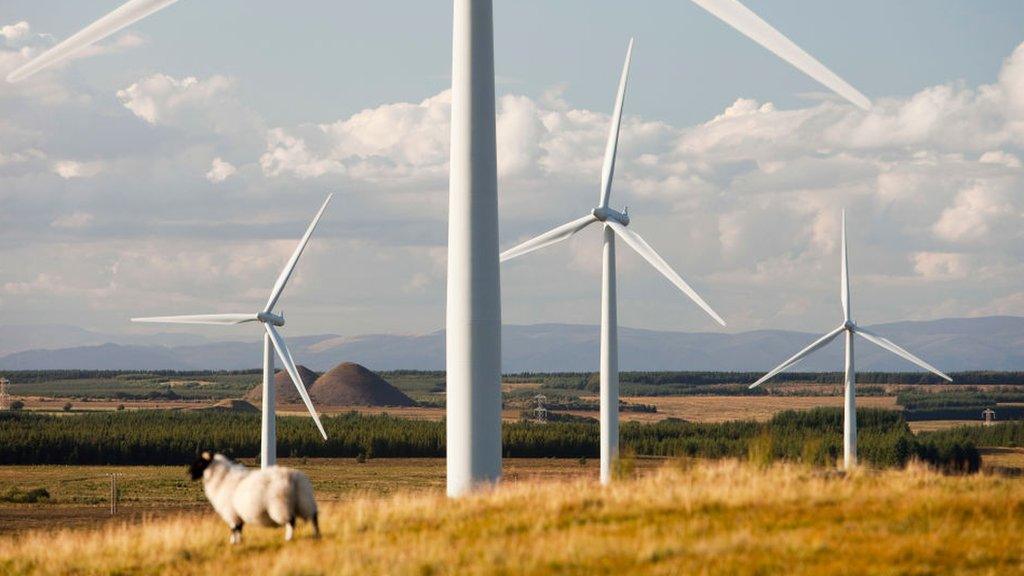 Sheep and wind turbines