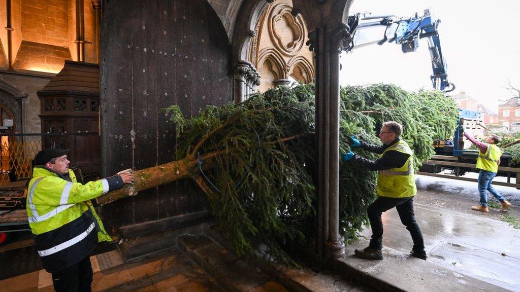 Salisbury Cathedral's 32ft tree